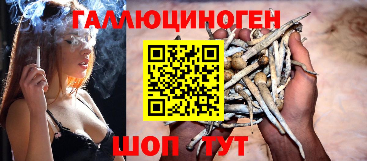 Псилоцибиновые грибы Psilocybine cubensis Котельники